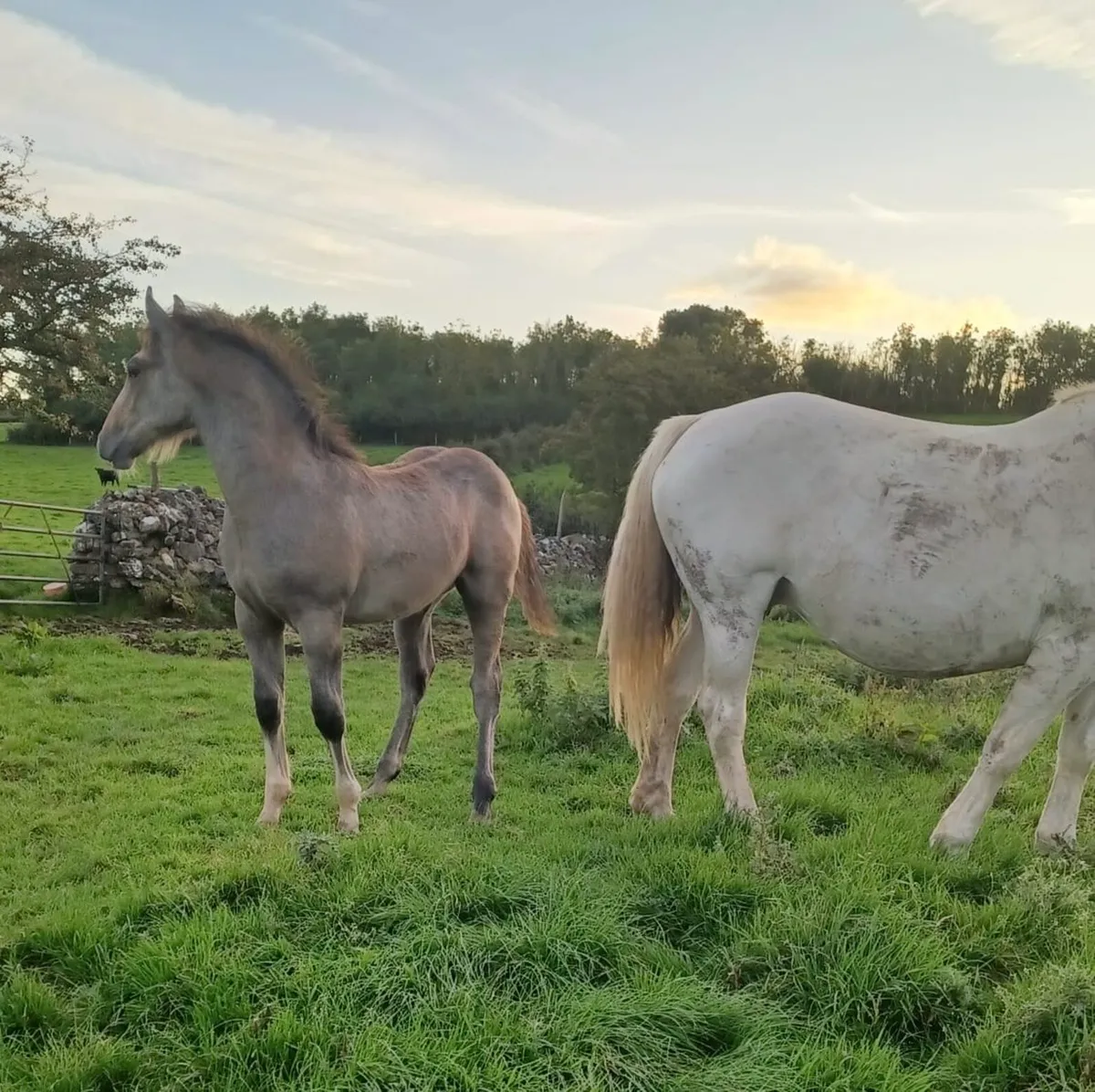 Irish Draught Mare and Colt Foal - Image 4