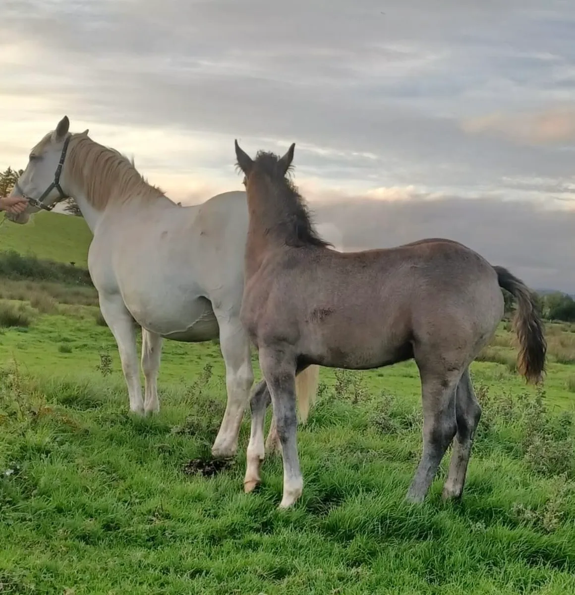 Irish Draught Mare and Colt Foal - Image 1