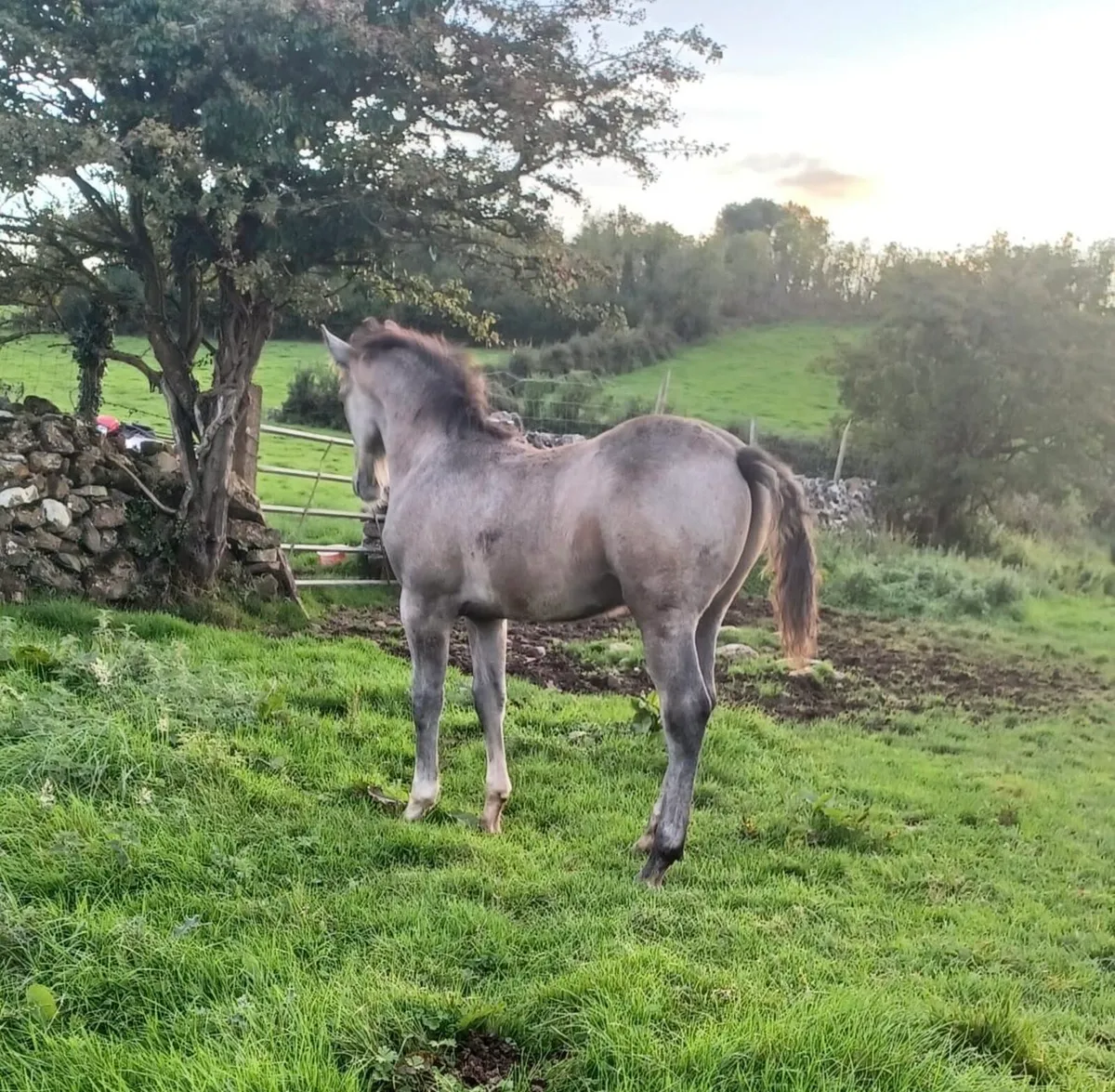 Irish Draught Mare and Colt Foal - Image 2