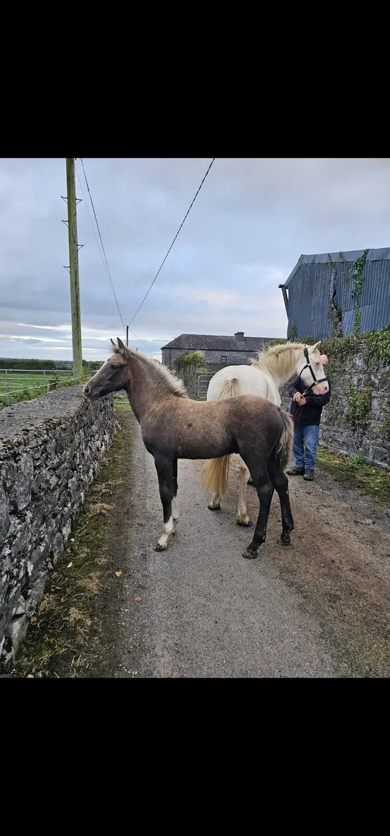 Connemara cross foal - Image 1