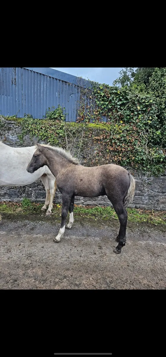 Connemara cross foal - Image 2
