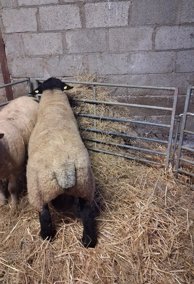 🔥🔥SUFFOLK HOGGET RAM🔥🔥 - Image 2