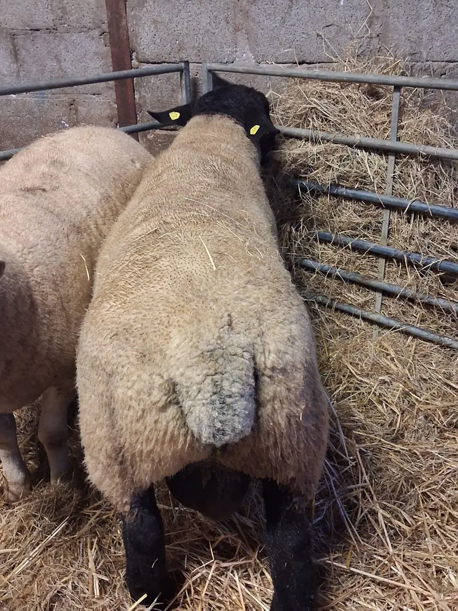 🔥🔥SUFFOLK HOGGET RAM🔥🔥 - Image 3
