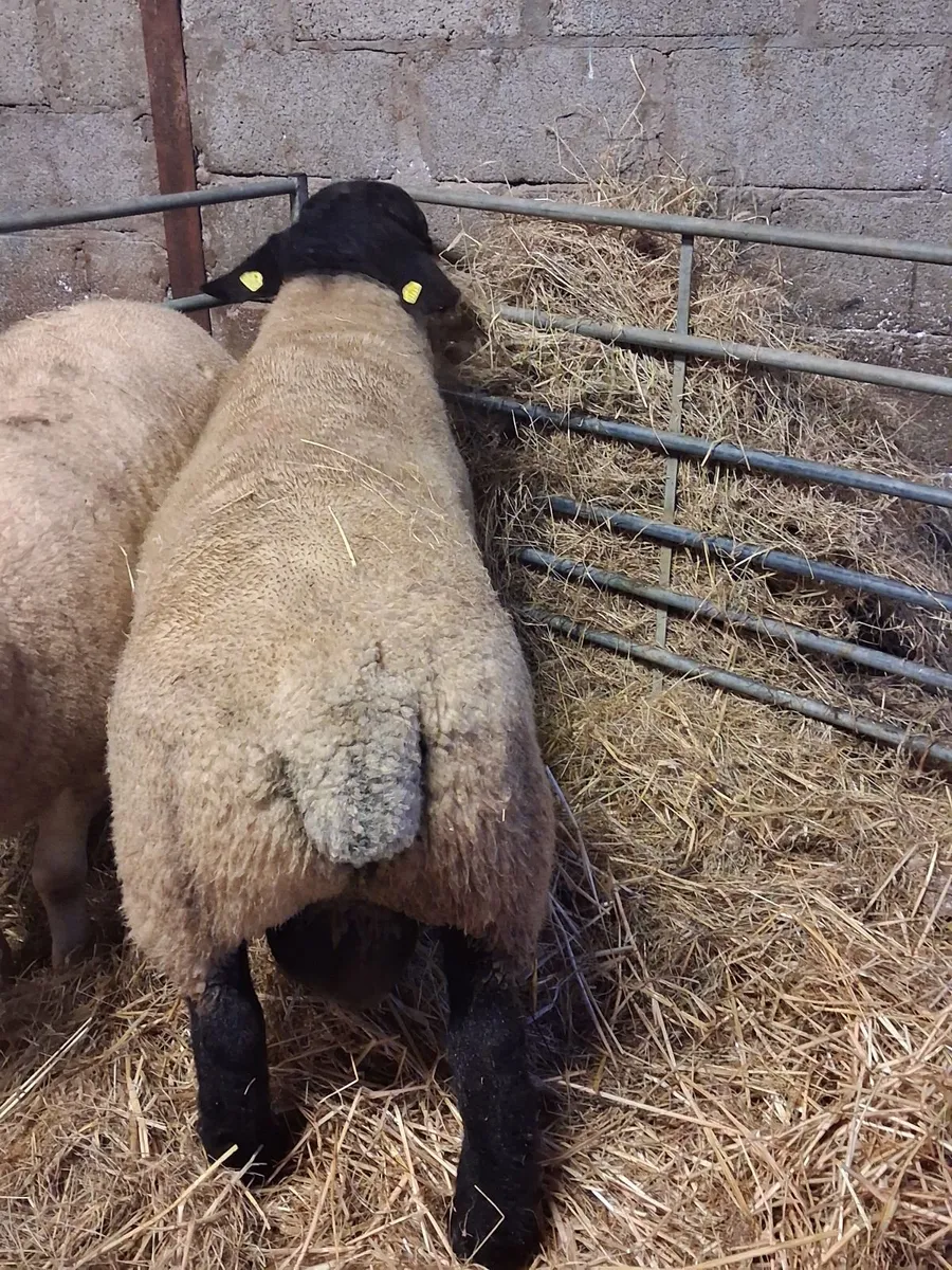 🔥🔥SUFFOLK HOGGET RAM🔥🔥 - Image 4