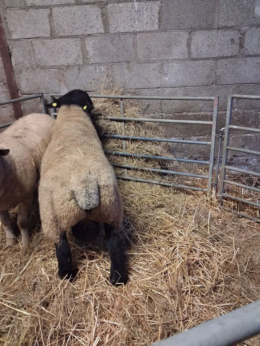🔥🔥SUFFOLK HOGGET RAM🔥🔥 - Image 1