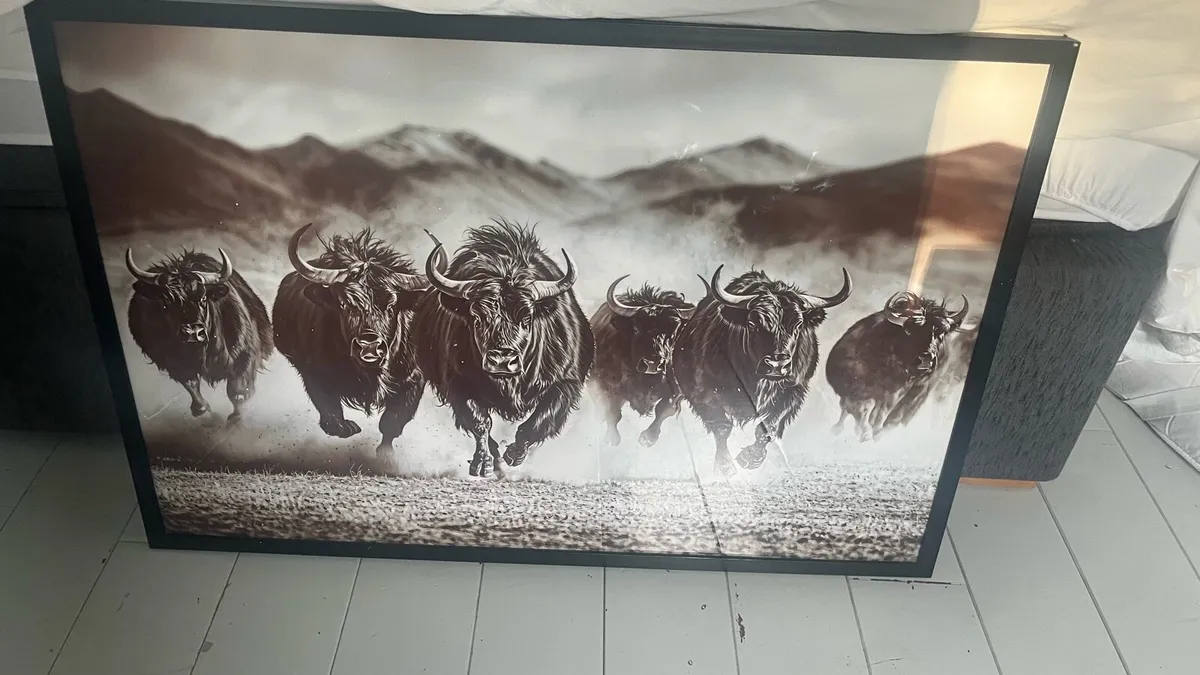 Framed Picture buffalo - Image 1