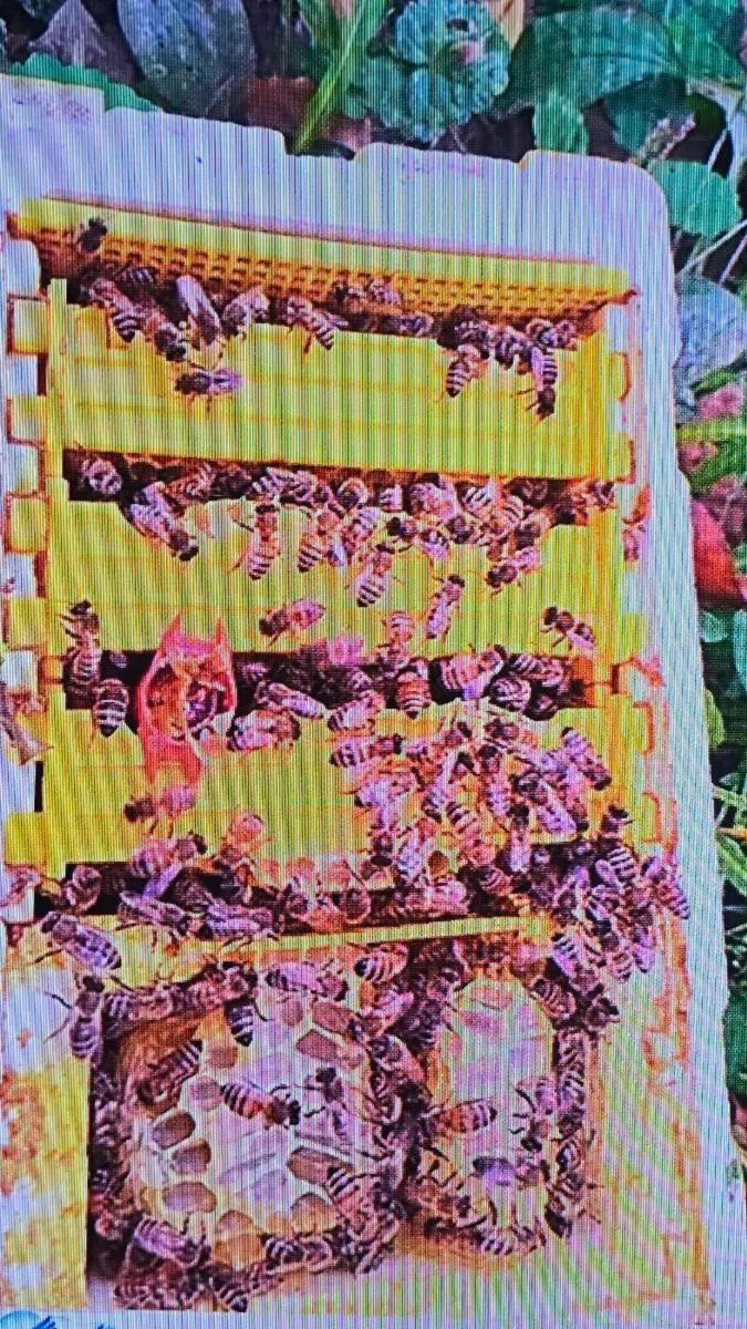 Queen  bee🐝 - Image 4