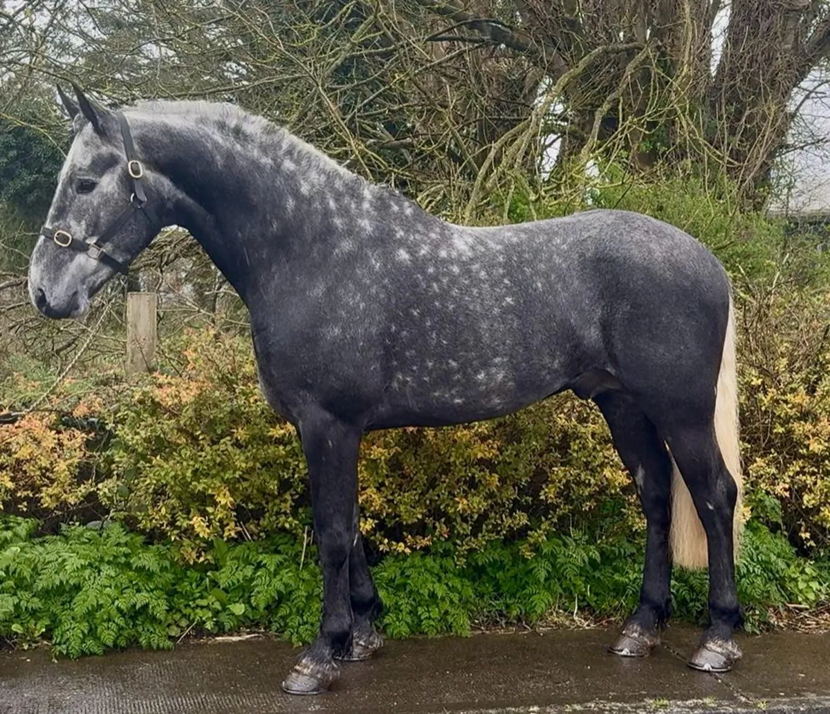 Connemara cross foal - Image 3