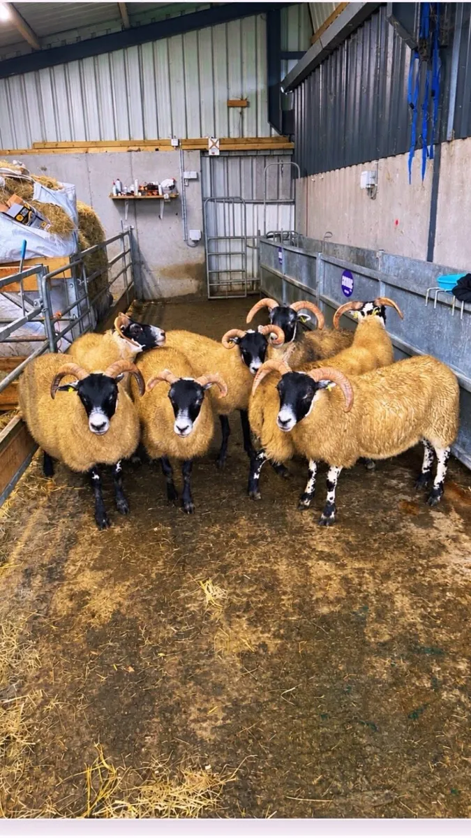 Lanark hoggets - Image 2