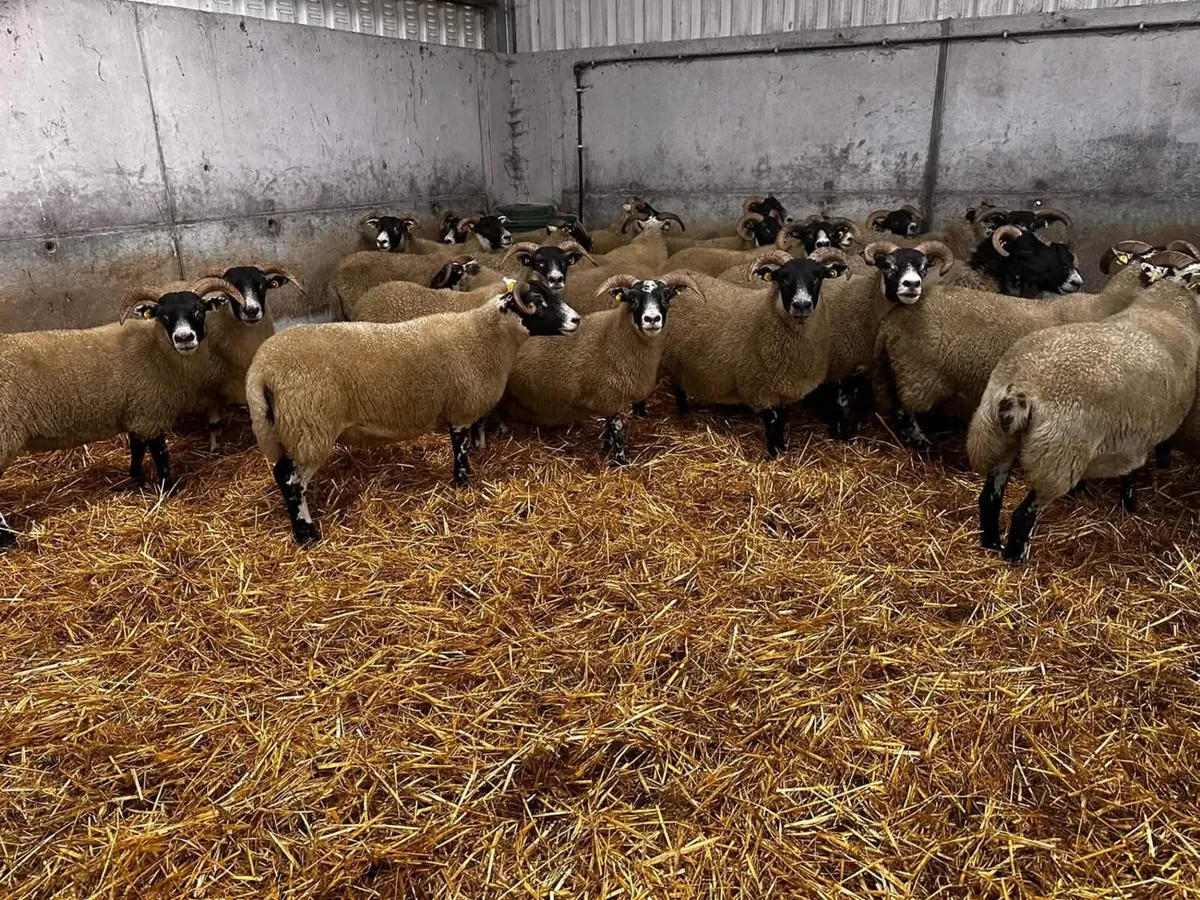 Lanark hoggets - Image 1