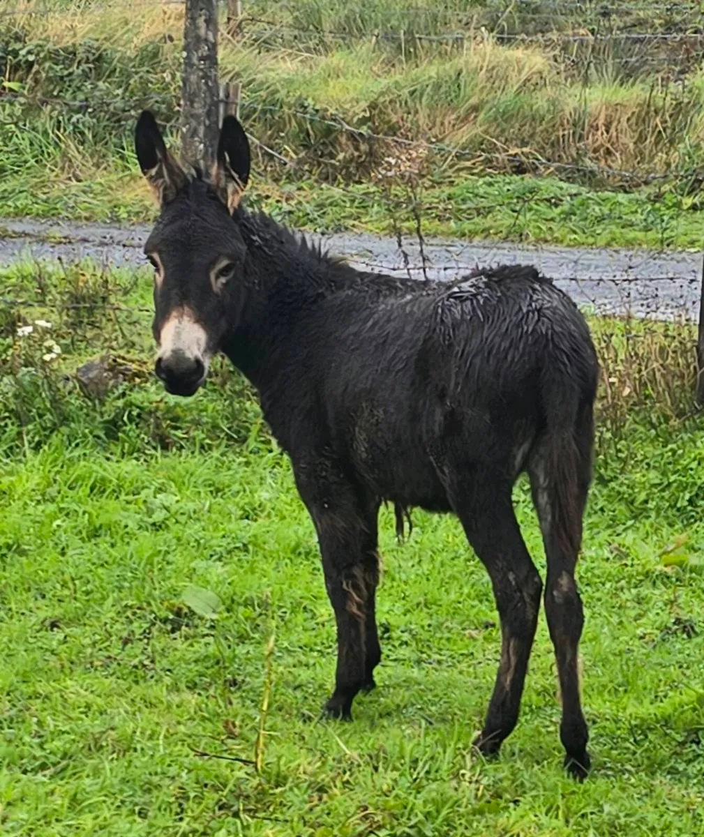 Donkey - Image 1