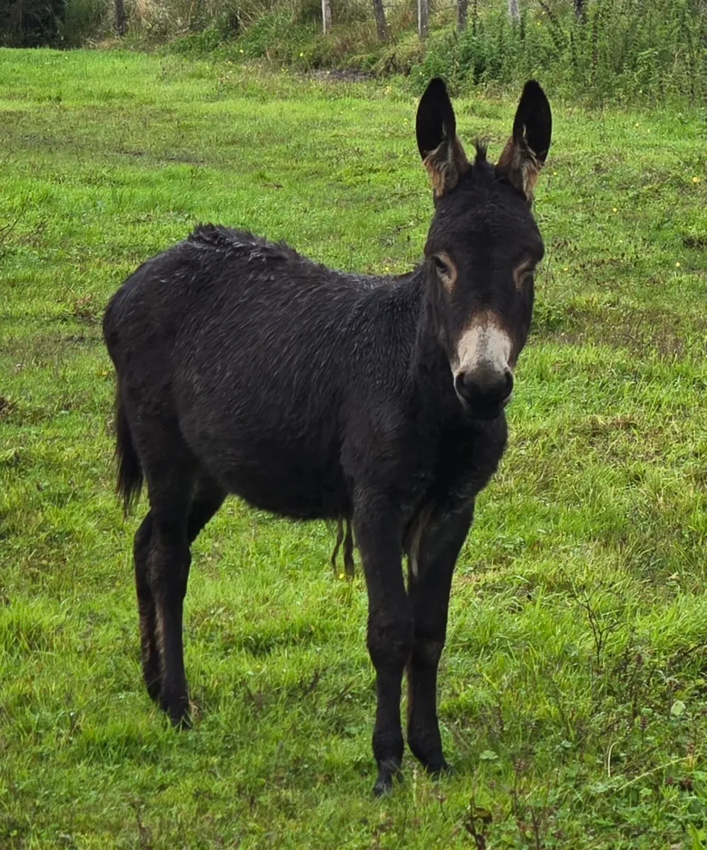 Donkey - Image 2