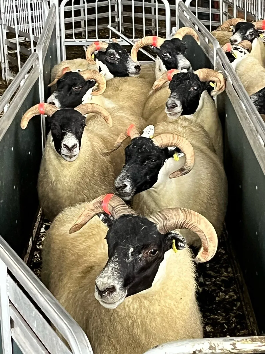 Lanark hoggets - Image 3