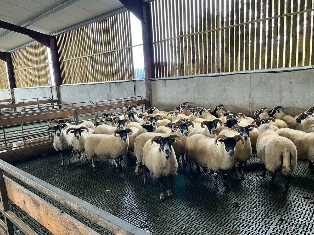 Lanark hoggets - Image 4