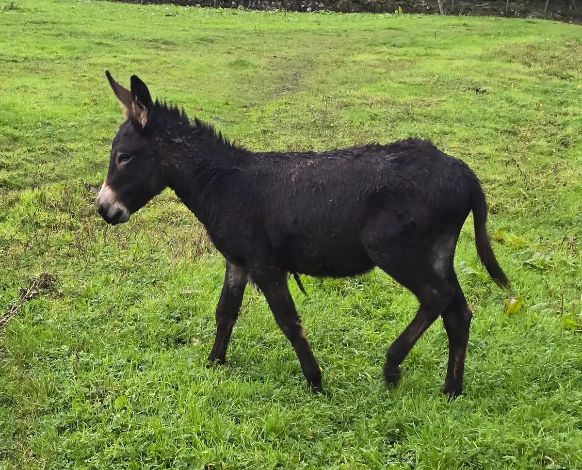 Donkey - Image 3