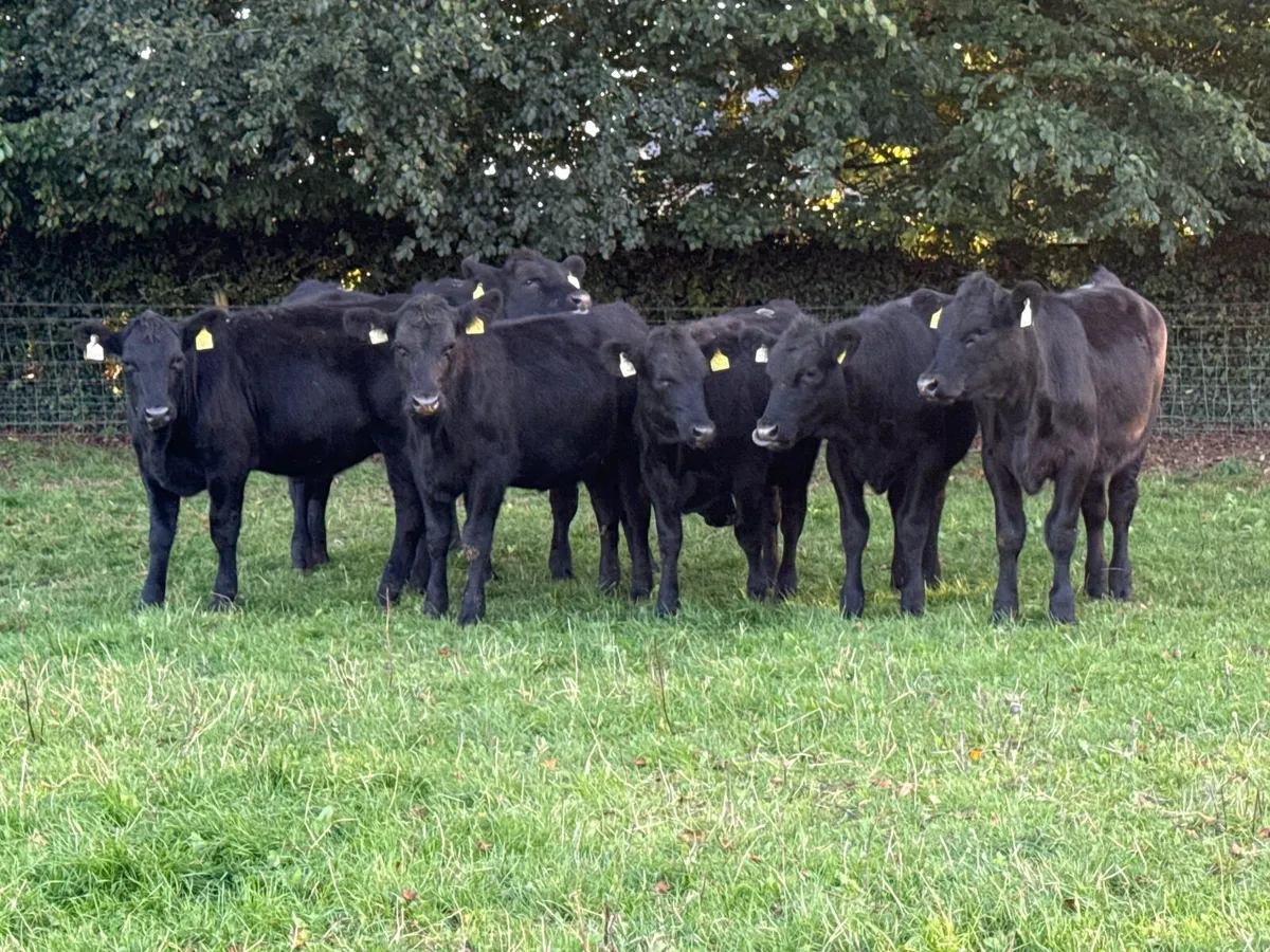 8 Angus Heifer Weanlings - Image 4