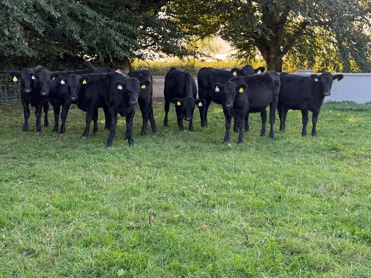 8 Angus Heifer Weanlings - Image 1