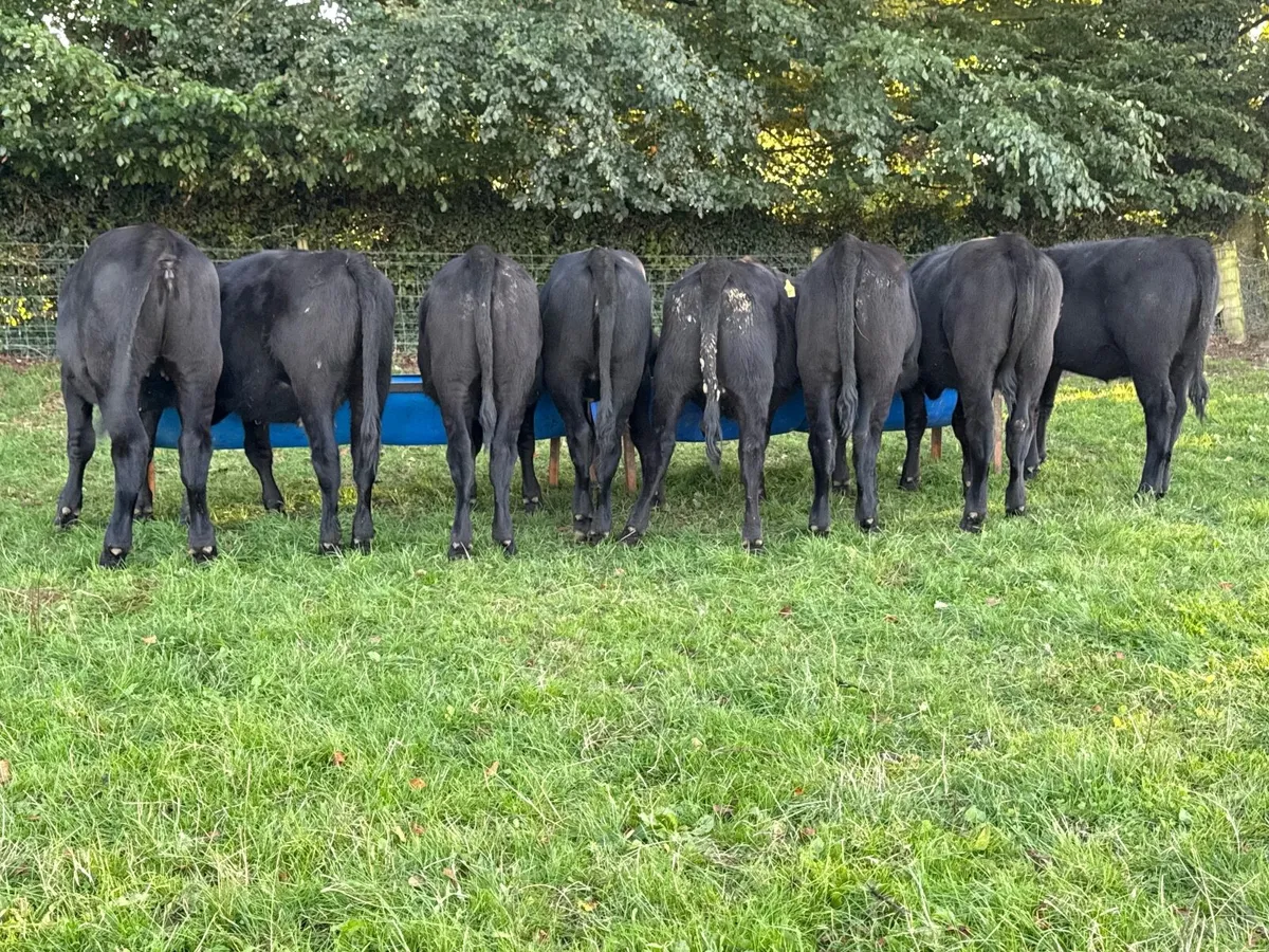 8 Angus Heifer Weanlings - Image 2