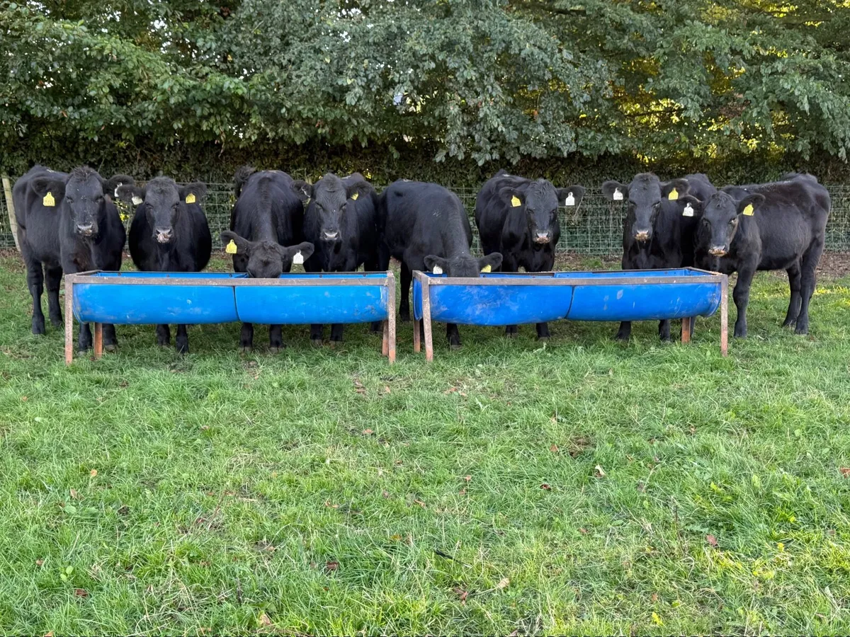 8 Angus Heifer Weanlings - Image 3