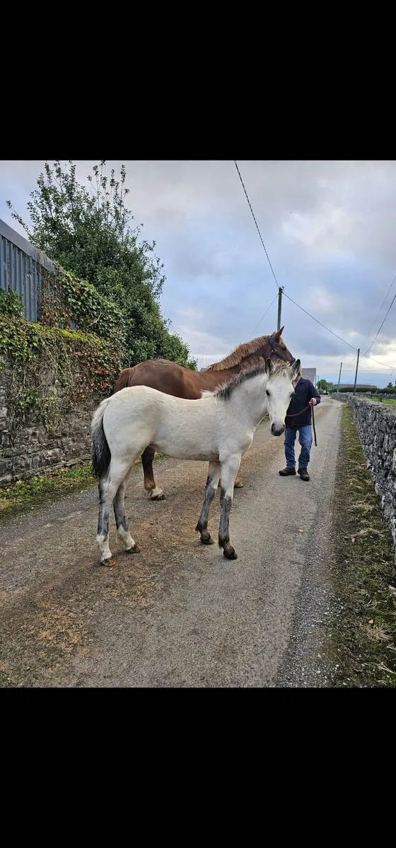 Connemara cross filly - Image 3