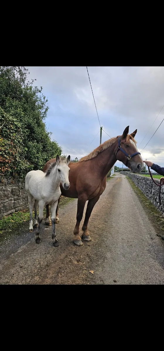 Connemara cross filly - Image 1