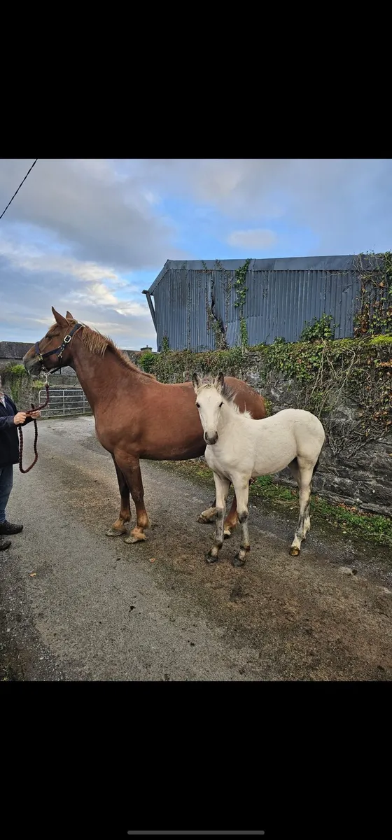 Connemara cross filly - Image 2