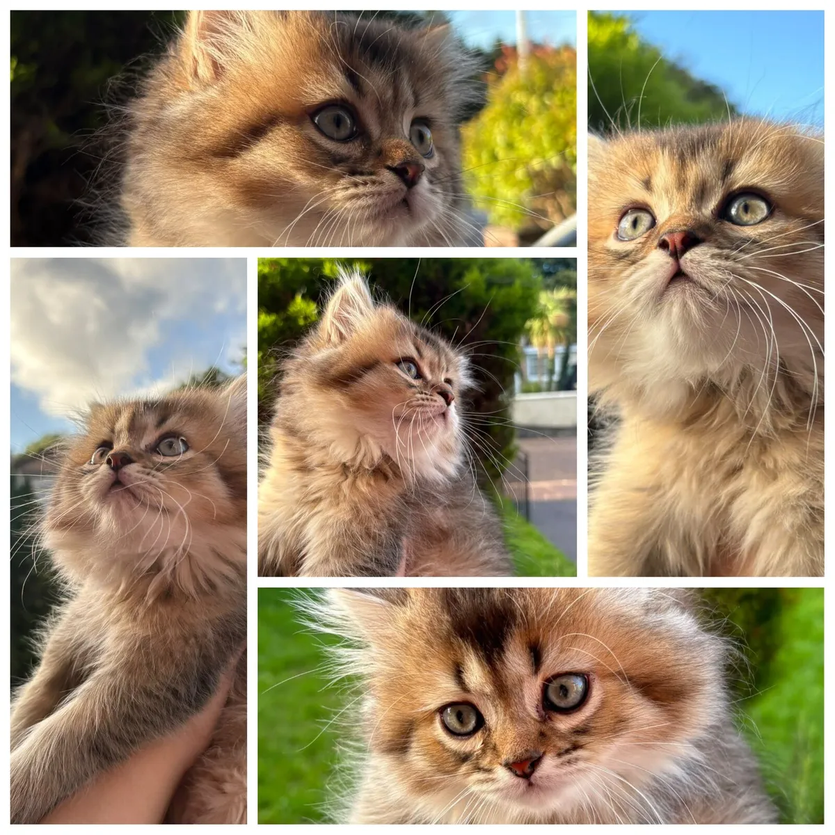 Long-haired British Kittens - Image 1
