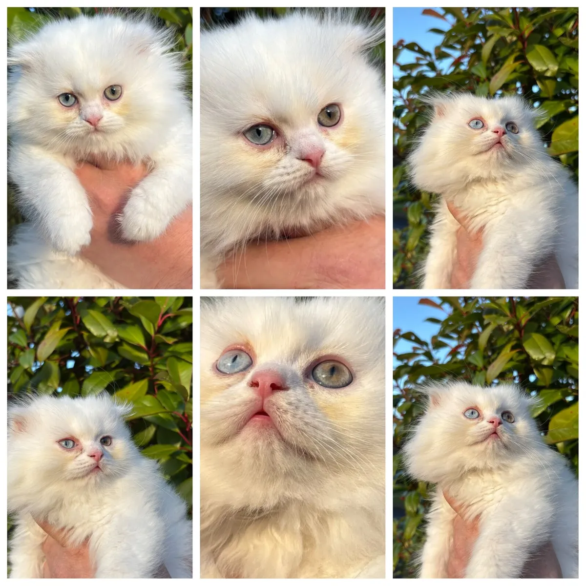 Long-haired British Kittens - Image 2