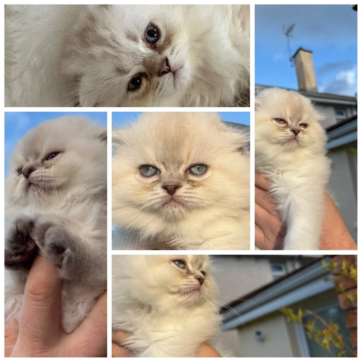 Long-haired British Kittens - Image 3