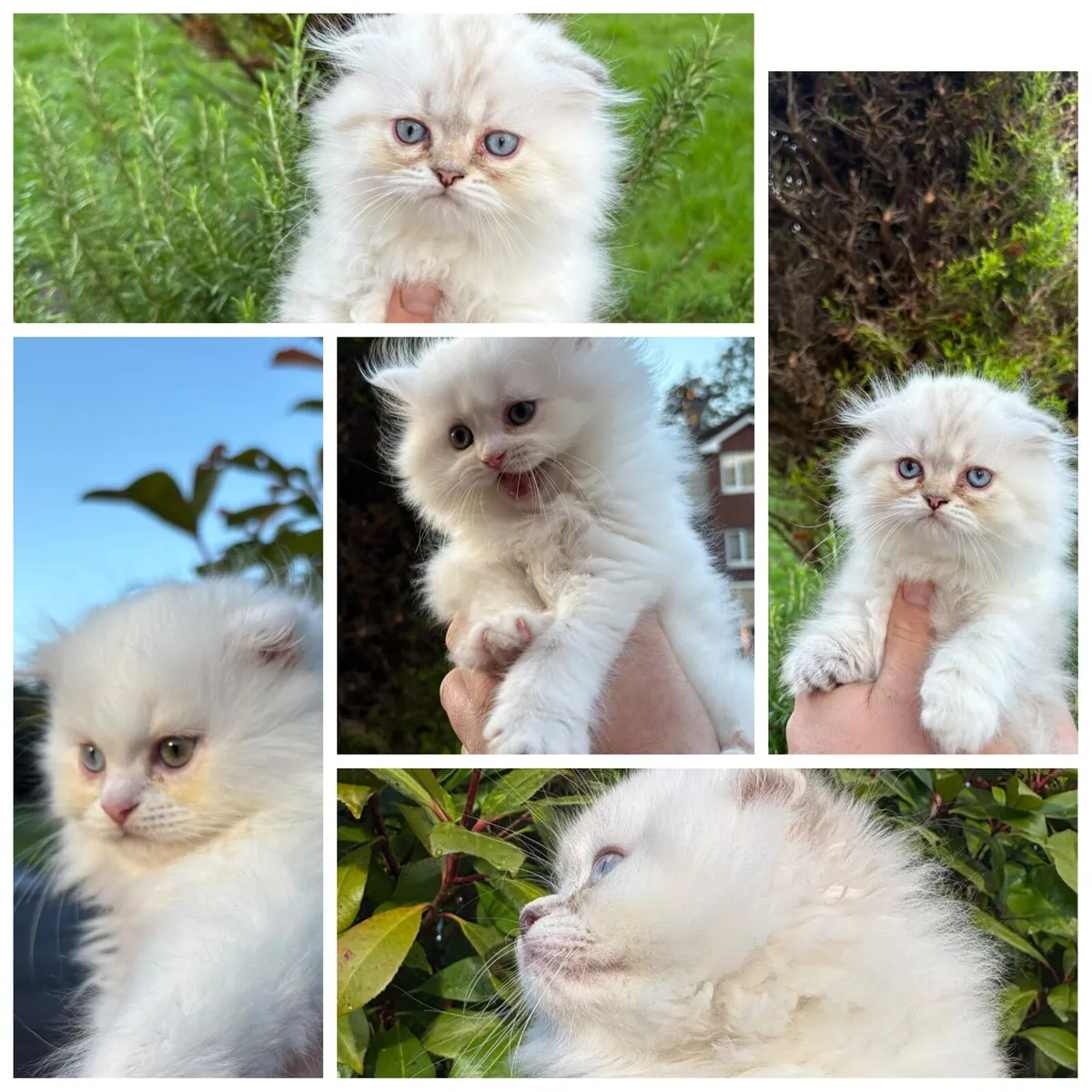 Long-haired British Kittens - Image 4