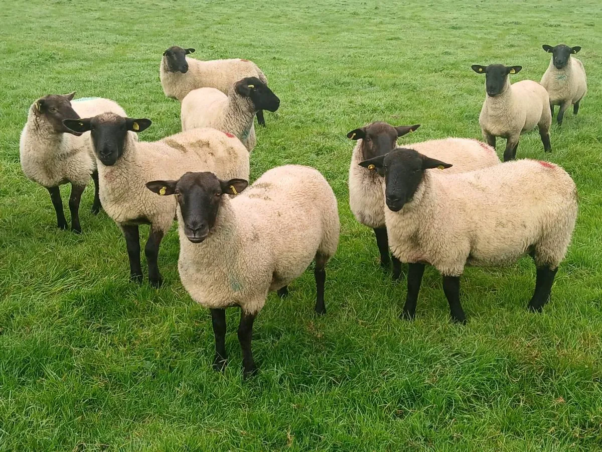 Hoggets - Image 1