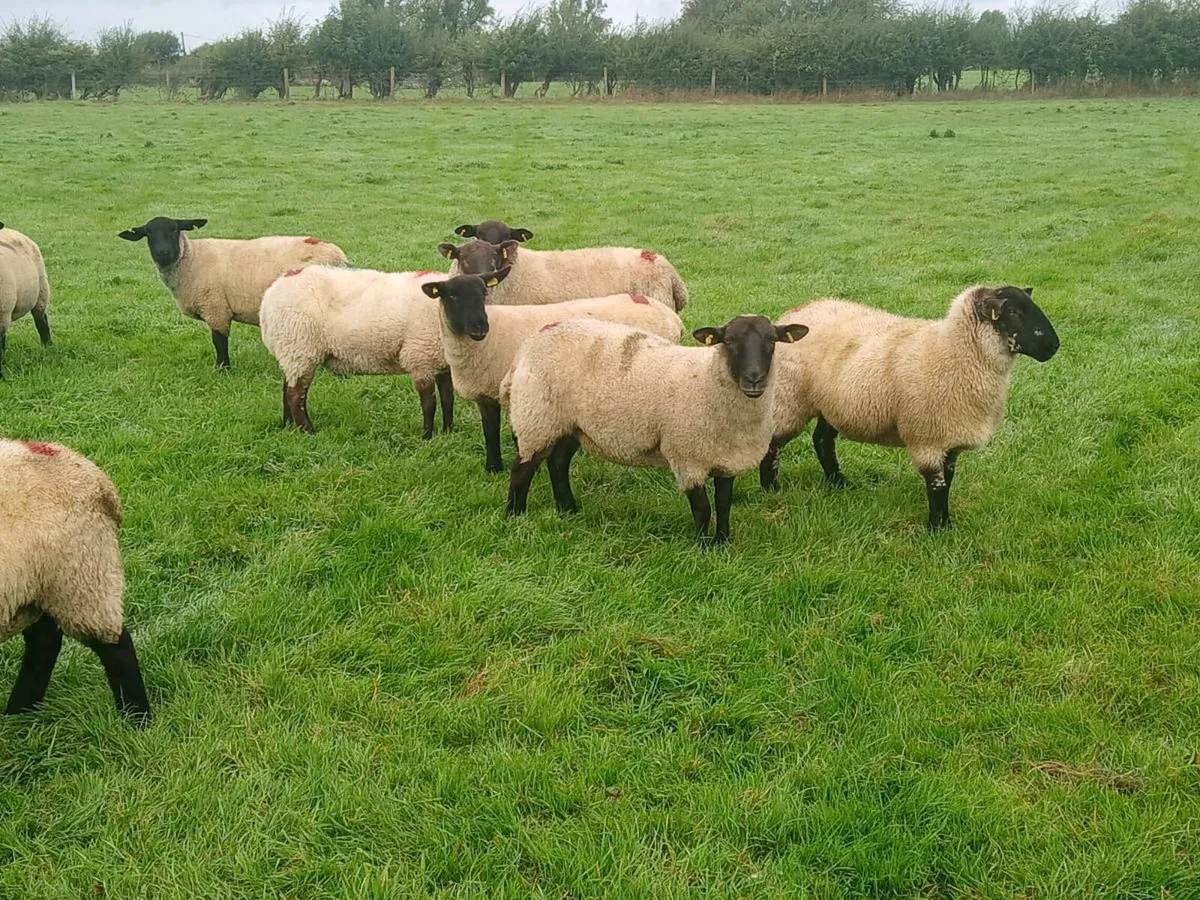 Hoggets - Image 2