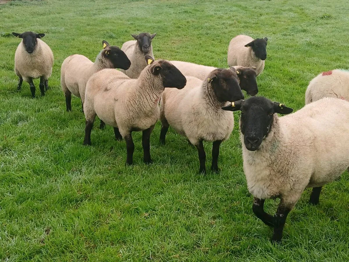 Hoggets - Image 3