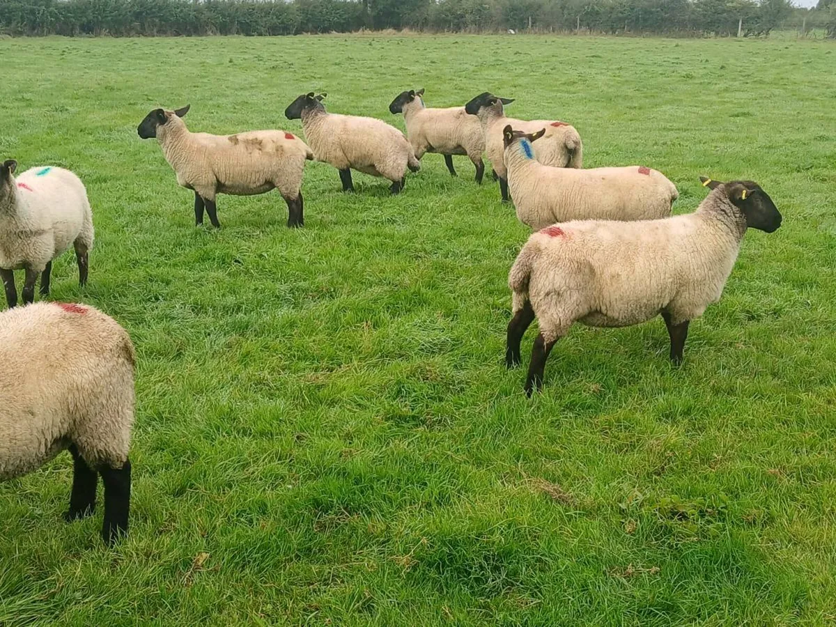 Hoggets - Image 4