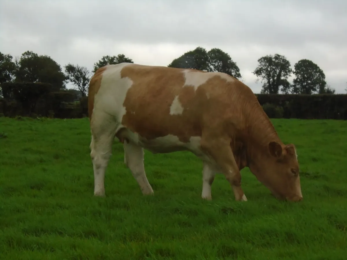 In calf heifers - Image 3