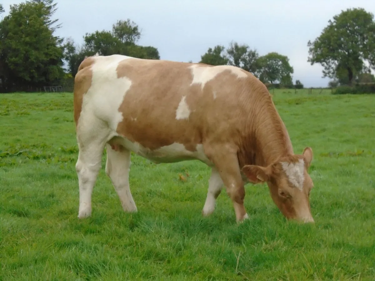 In calf heifers - Image 4