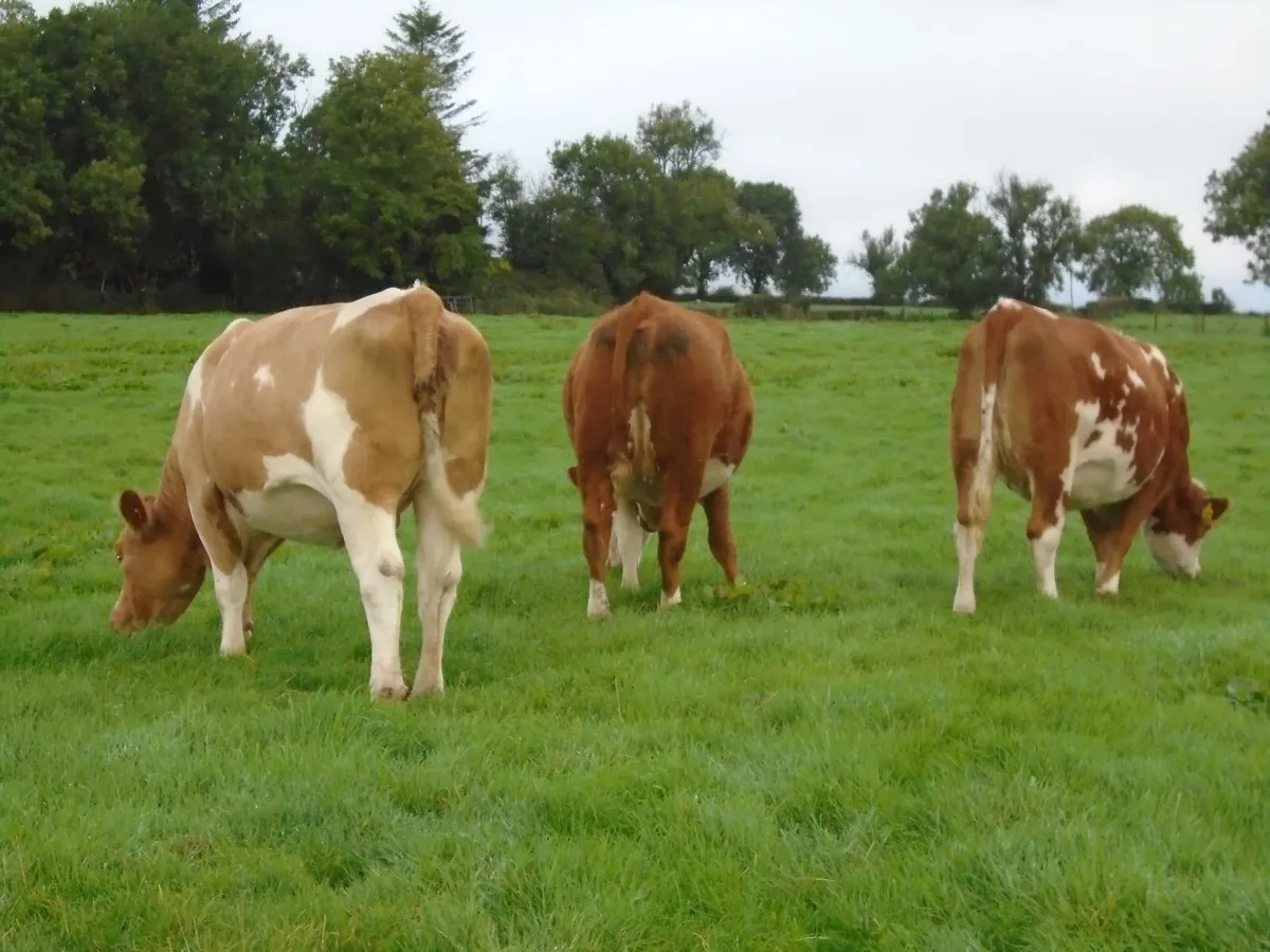 In calf heifers - Image 2