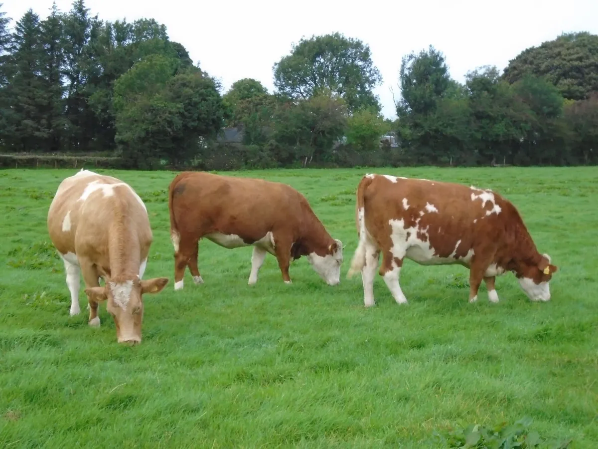 In calf heifers - Image 1