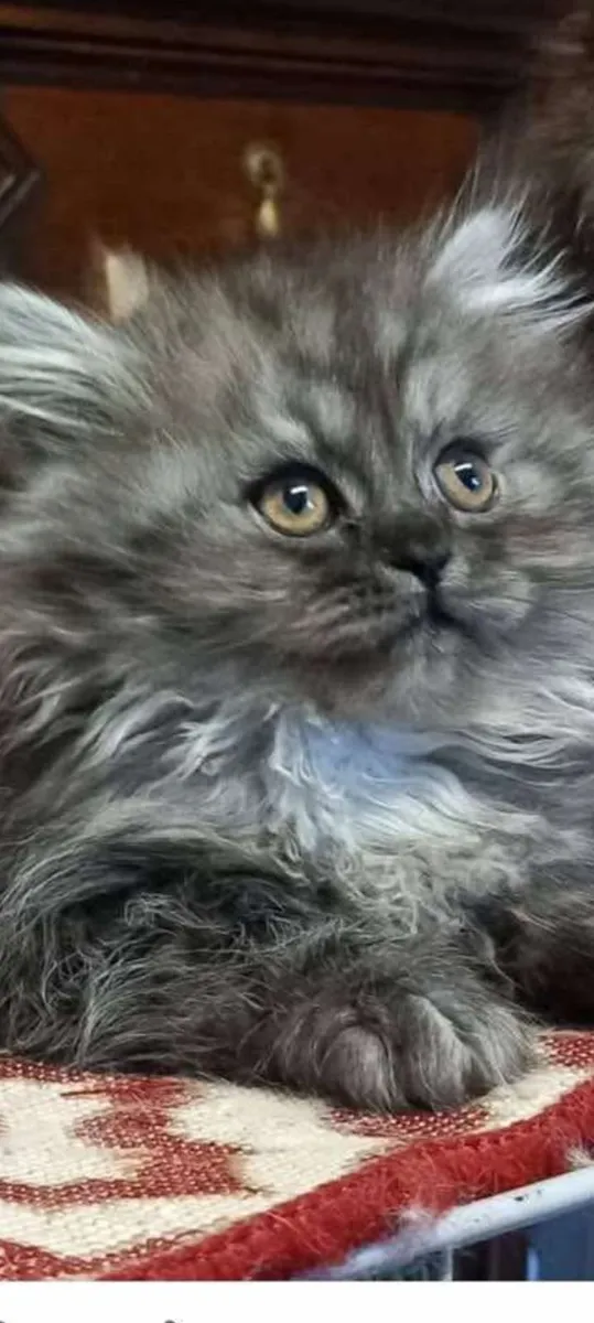 Beautiful Persian kittens - Image 1