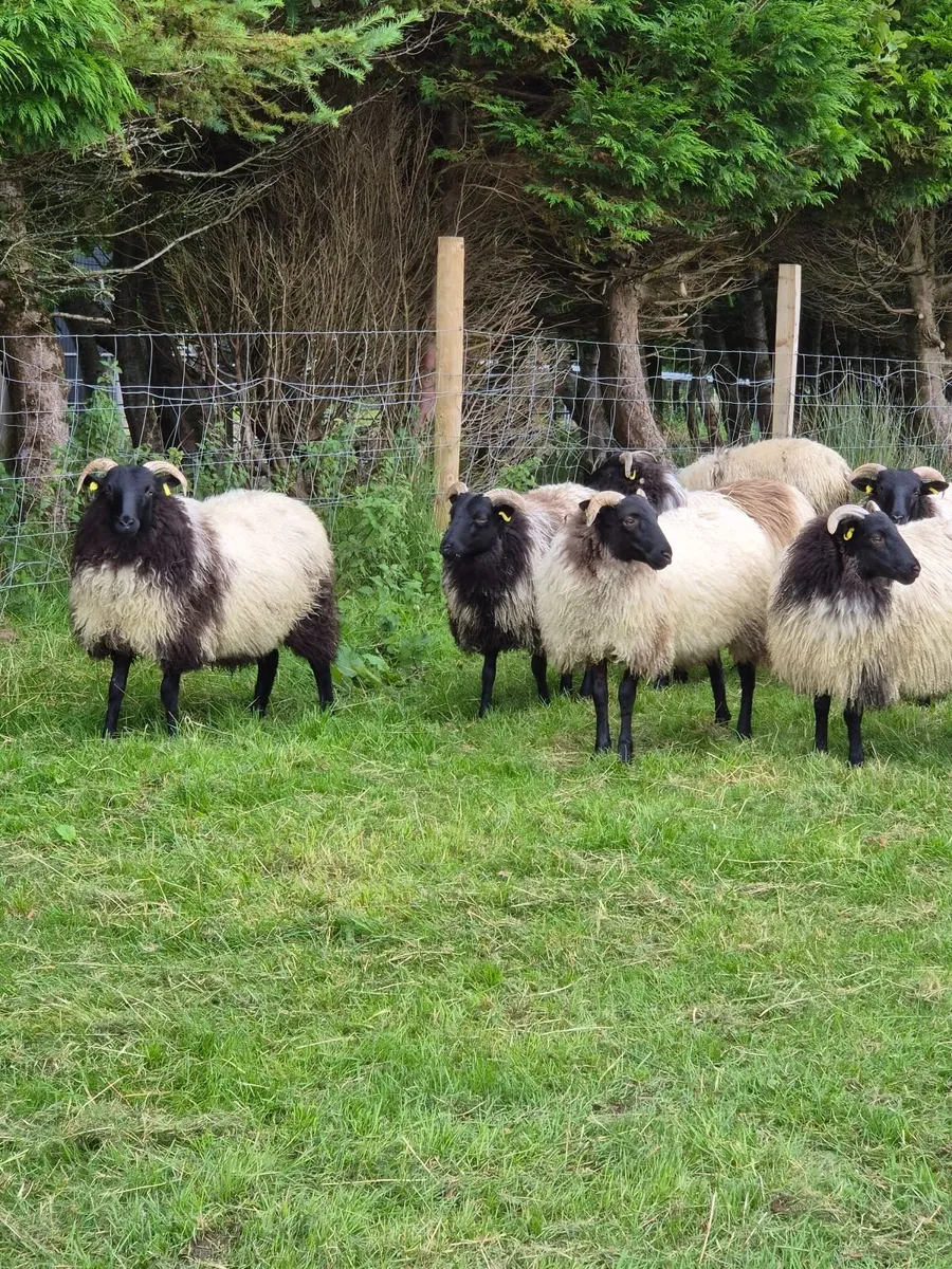 Organic Mayo Blackface Ewe lambs - Image 2