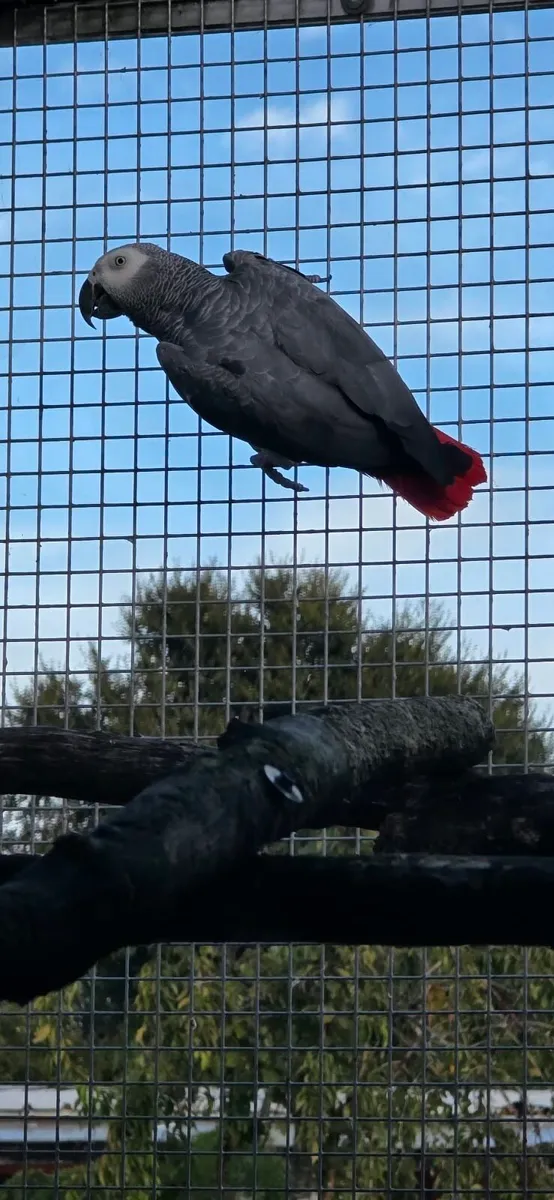 African grey proven male - Image 1