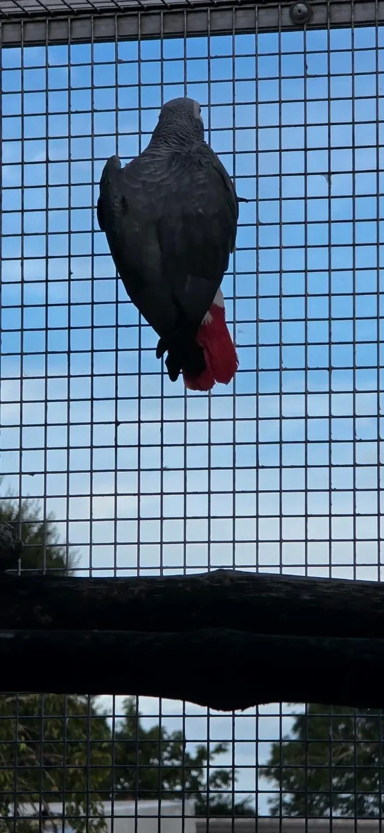 African grey proven male - Image 2
