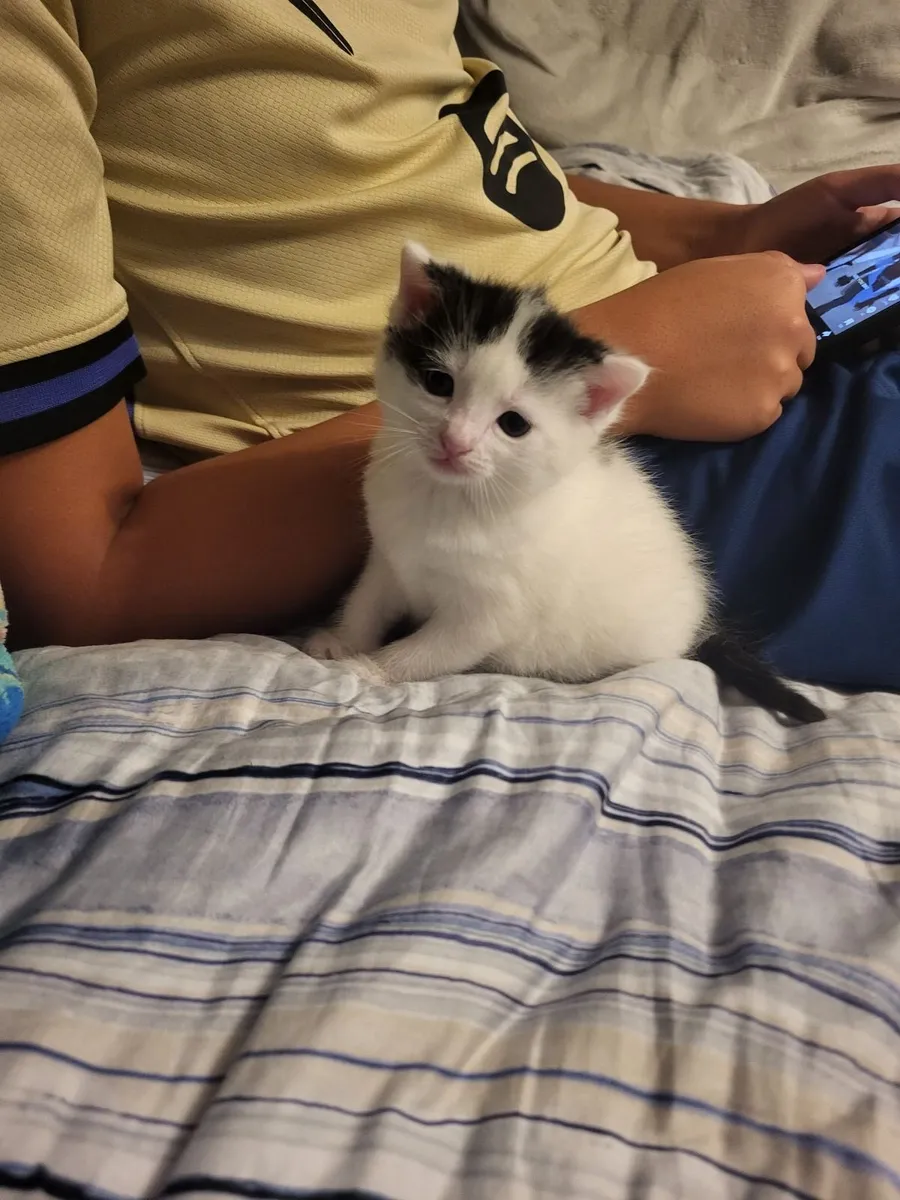 Kitten 2 months old - Image 3