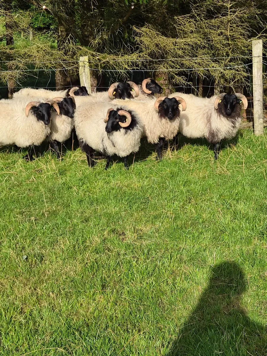 Organic Mayo Blackface Ewe lambs - Image 3
