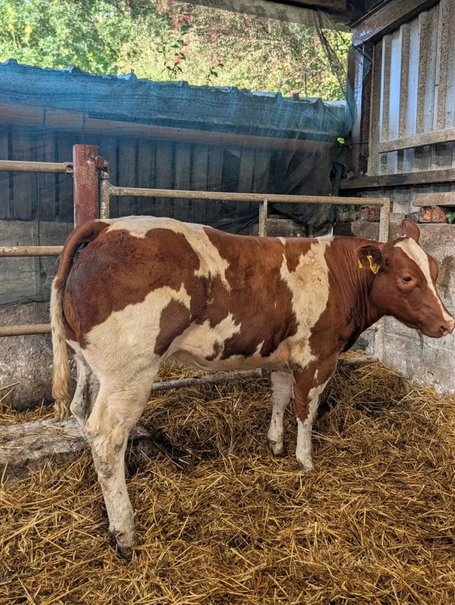 Weanling heifers Belgian blue - Image 3