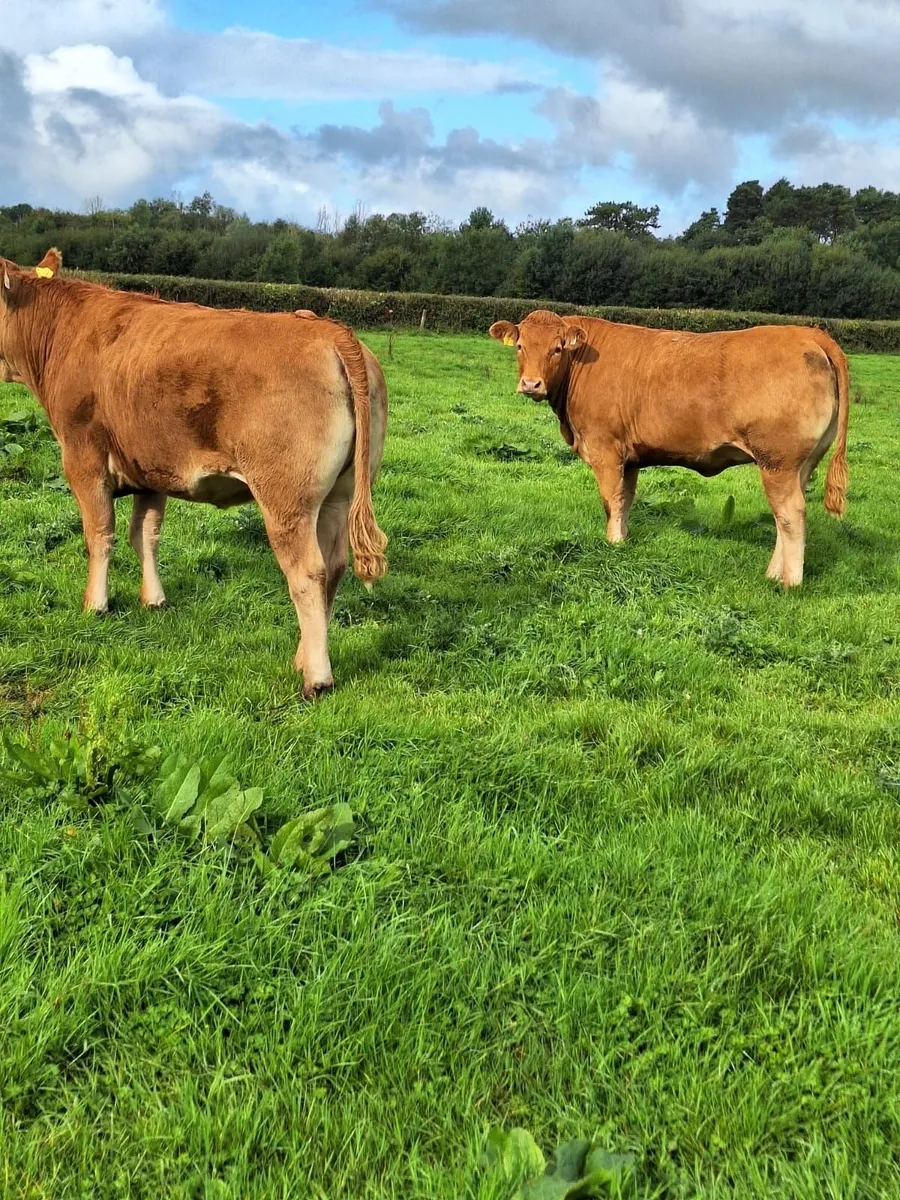 Organic Show & Sale Gort Mart - Image 1