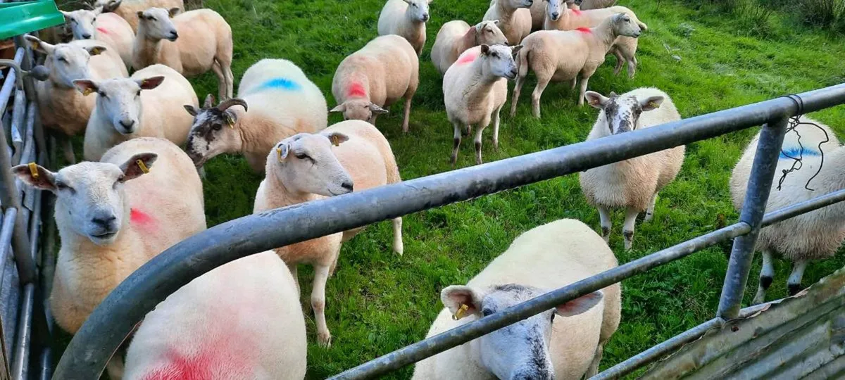 Hoggets