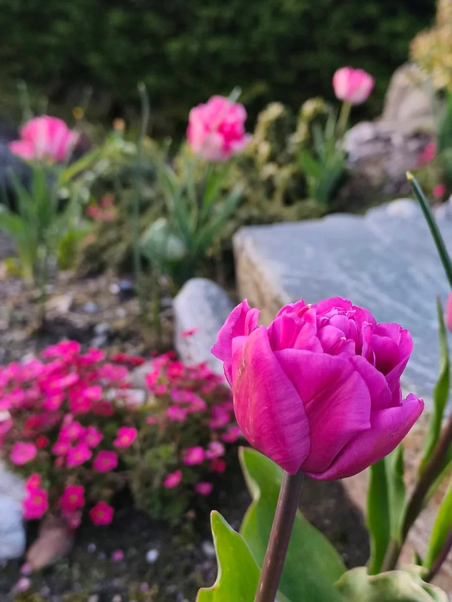 Gardening - Image 2