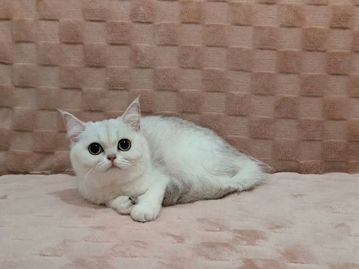 Scottish Kitten - Image 1