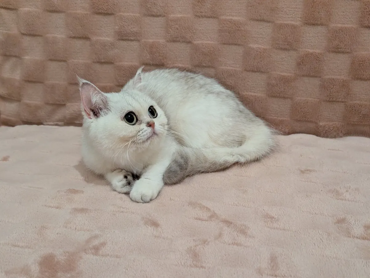 Scottish Kitten - Image 2